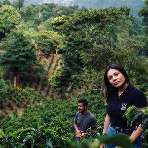 Honduras Coffee: Your Ultimate Guide