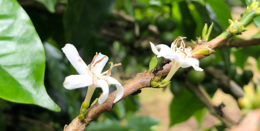 Introducing the Queen of Beans: Geisha Project by Spirit Animal