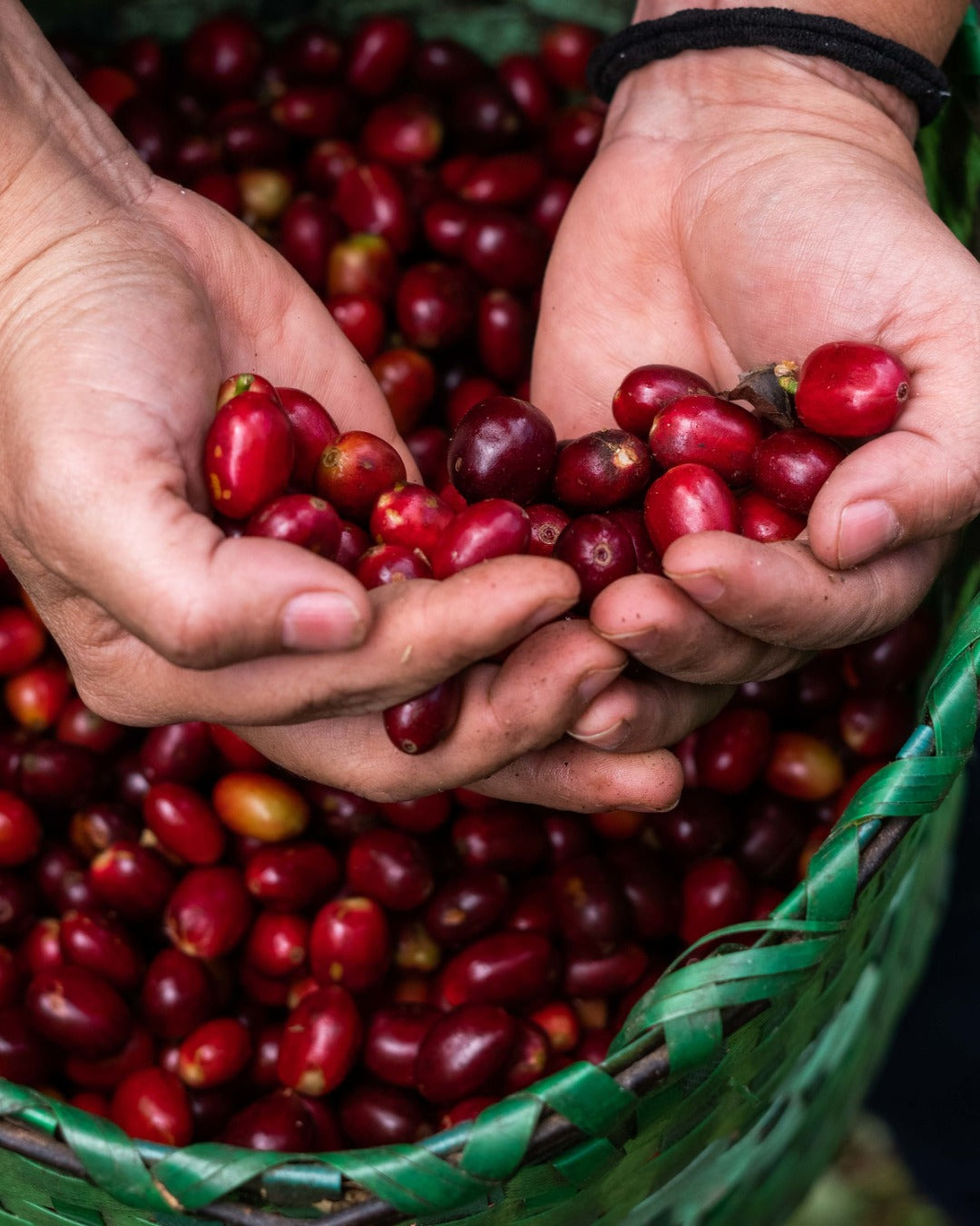 Honduran Parainema Coffee - 6-pack - 4.5lb