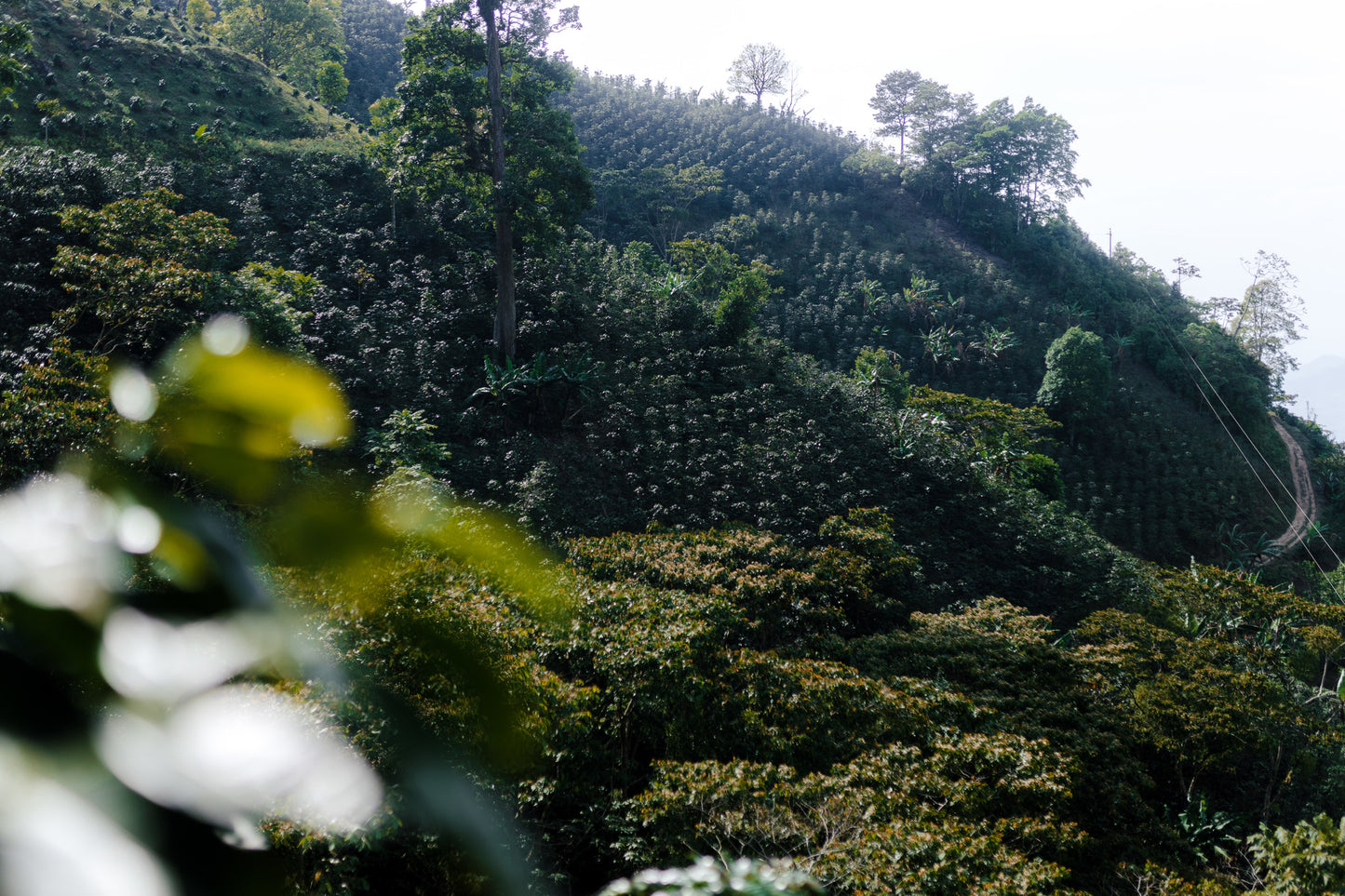 Cup of Excellence, 88.8 and 87.5 Profiles - Parainema Coffee Experience - 3 bags
