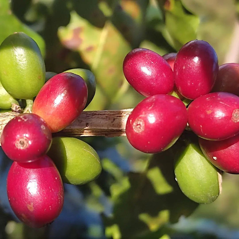 pe coffee cherries on the plant at Oscar Daniel Ramirez's farm, cultivated for our Espresso Blend coffee.