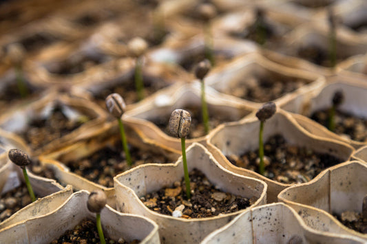 Mold in Coffee? The Harsh Truth About Coffee Mycotoxins