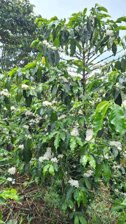 Lush Geisha coffee plants growing at Miguel Leiva's farm, nurtured for exceptional quality.