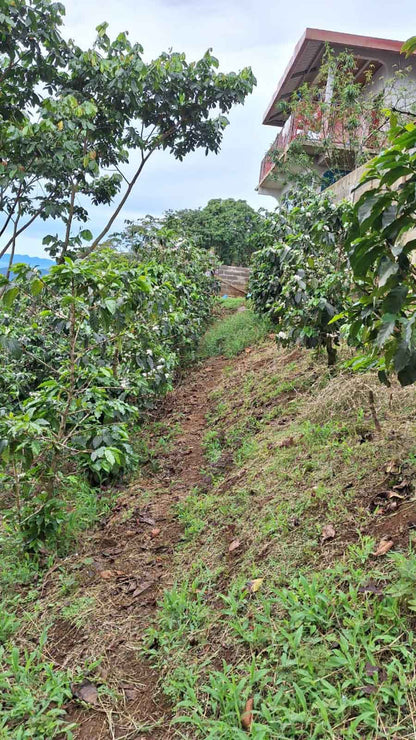 Rows of Geisha coffee plants thriving in the rich soil of Miguel Leiva’s farm.