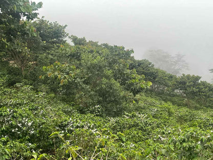 Healthy Geisha coffee plants growing at Miguel Leiva's farm, carefully cultivated for top quality.