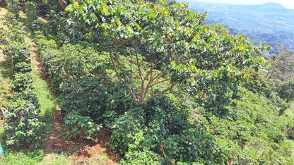 Sunlit coffee plants at Miguel Leiva's farm, where Spirit Animal Coffee’s Geisha is cultivated."