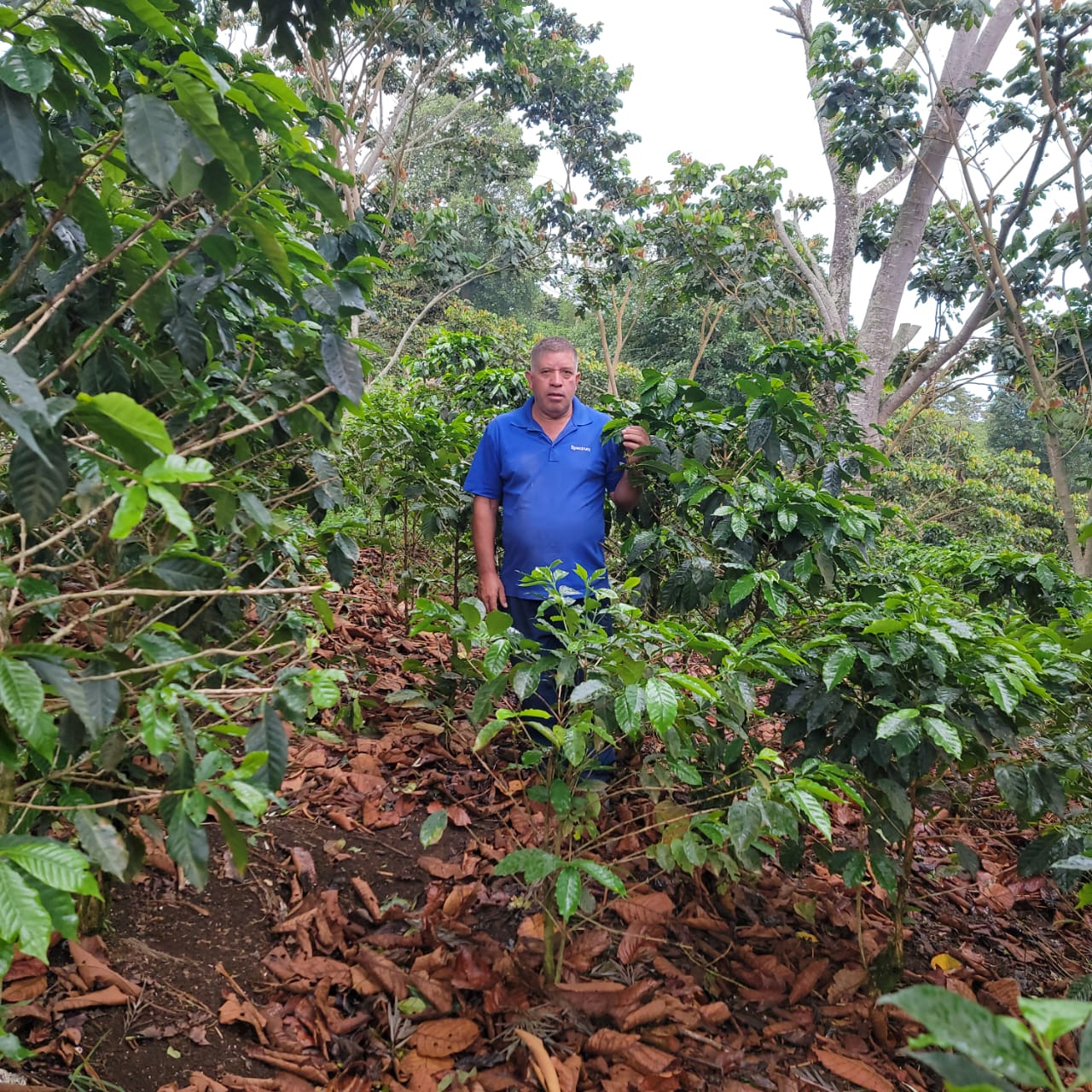 Miguel Leiva at his farm, producer of the award-winning Geisha coffee for Spirit Animal Coffee.